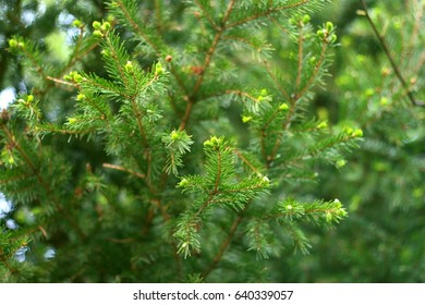 Pinetree Green Background