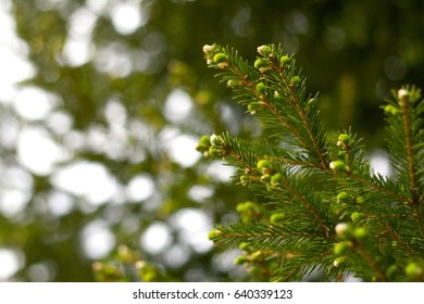 Pinetree Green Background