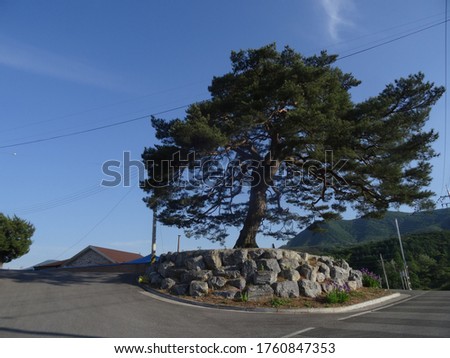 The pinetree of Jeoksoeng-myeon in Danyang