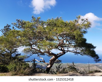 Pinetree See And Blue Sky