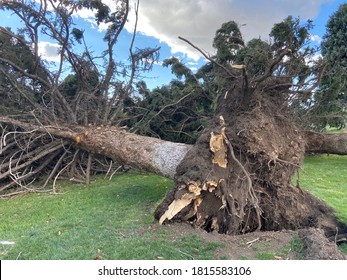 Pine-tree Uprooted By Hurricane Force Wind Storm In Park