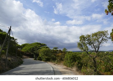 Pine-Trees