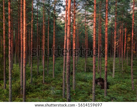 Pinetrees in the Swedish forest being lit up by the evening sun