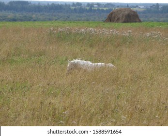 Pinezhsky District, Karpogory, Arkhangelsk Oblast, The Edge Of The Fabulous, Epic