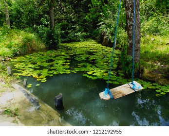 Pingo D'água, Soure- Marajó/Pará, Brazil. Nymphaea In Pond.  