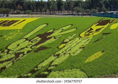 Pingtung County,Taiwan - Feb 7th,2021 :  Rice Paddy Art  At Pingtung Exposition Of Tropical Agriculture