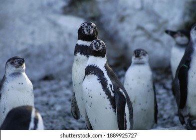 Pinguin Frozen Ice cold northpole