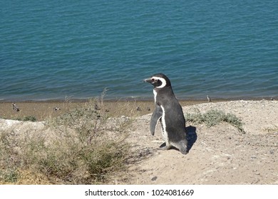 pinguin isolated portrait from Peninsula Valdes, Patagonia, Argentina