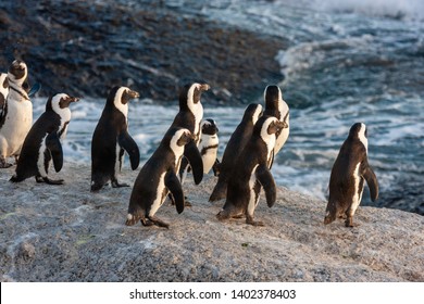 Cape Pinguin High Res Stock Images Shutterstock