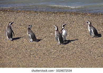 pinguins in the coast from Peninsula Valdes, Patagonia, Argentina