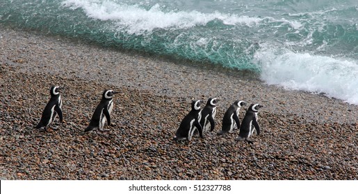 Pinguins Magallanicos in Peninsula Valdes, Argentina