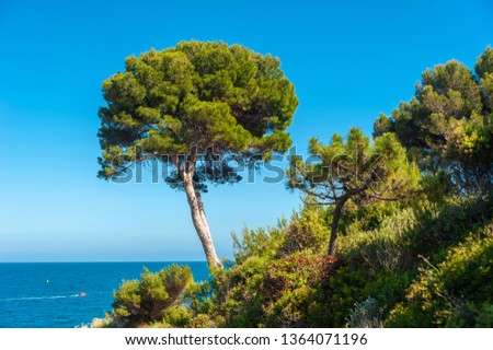 Pinie am Cap du Dramont, Saint-Raphael, Var, Provence-Alpes-Cote dÂ´Azur, Pine tree at Cap du Dramont near Saint-Raphael in the Department Var of the province Provence-Alpes-Cote d´Azur
