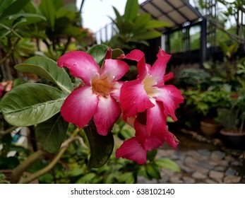 Adenium Obesum Desert Roseis Flowering Stock Photo 1867582051 ...