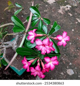 Pink adenium obesum flowers blossom on a potted bonsai. Ideal for gardening, floriculture, plant nursery, plant care, botanical concepts. - Powered by Shutterstock