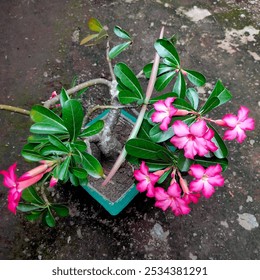 Pink adenium obesum flowers blossom on a potted bonsai. Ideal for gardening, floriculture, plant nursery, plant care, botanical concepts. - Powered by Shutterstock