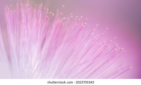 Pink albizzia julibrissin macro nature background. Close up flower of sensitive plant. Albizia or Lankaran acacia