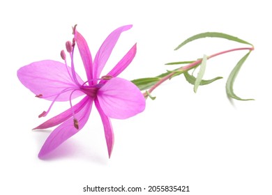 Pink Alpine willowherb flower isolated on white