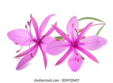 Pink Alpine willowherb flowers isolated on white