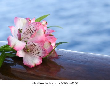 Pink Alstroemeria or Peruvian Lily
