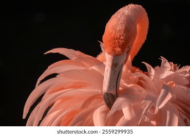 Pink American Flamingo preening feathers in sunlight - Powered by Shutterstock