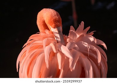 Pink American Flamingo preening feathers in sunlight - Powered by Shutterstock