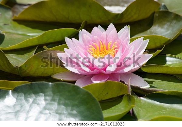 A pink\
American White Water Lily is growing in a lily pad. Also knows as a\
Beaver-root, Fragrant Water Lily, and Sweet-scented Water Lily.\
Taylor Creek Park, Toronto, Ontario,\
Canada.