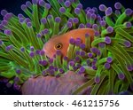 Pink anemone fish among a colorful anemone patch in the warm, tropical waters of thailand (Amphiprion perideraion).