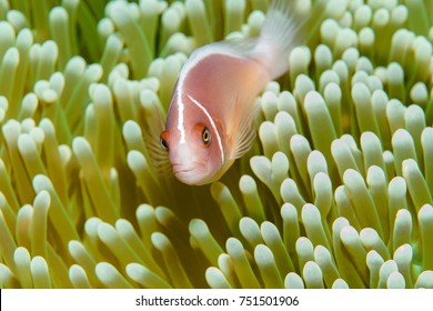 Pink Anemonefish Hd Stock Images Shutterstock