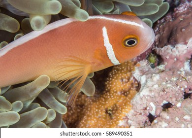 Pink anemone-fish patroling his eggs layed down under tentacles of anemone. Great Barrier reef, Queensland, Australia