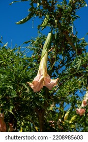 Pink Angel Trumpet Tree Flower