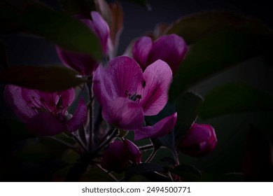 Pink apple blossoms - close up pictures - Powered by Shutterstock