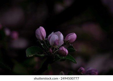 Pink apple blossoms - close up pictures - Powered by Shutterstock