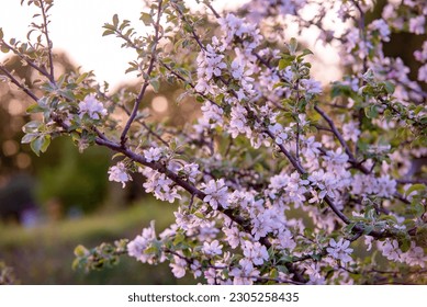 The pink apple blossoms have bloomed in spring under the evening sun. Blooming apple trees. Pear blossoms or sakura or cherries. Spring design. Beautiful pink flowers in the evening light. - Shutterstock ID 2305258435