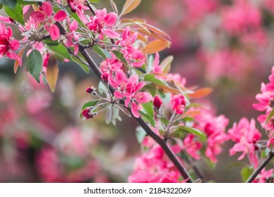 Pink apple tree blossom, big flowers on branch. Apple tree spring delicate vibrant pink flowers bloom in garden close-up with blurred background - Shutterstock ID 2184322069