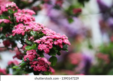 Pink apple tree blossom