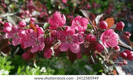 Pink  apple tree blossom, decorative apple tree, apple garden blooming with beautiful pink flowers, sunny spring day