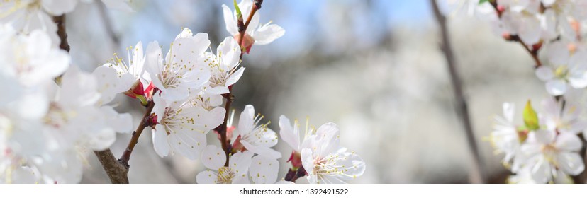 Apple Blossoms Hd Stock Images Shutterstock