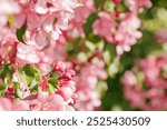 Pink apple tree flowers at sunlight, spring blooming red blooms on blurred bokeh background, Beauty nature scenery in garden, delicate petals of blooms on branches outdoor, vivid pastel colored