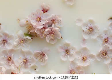 Pink apricot flowers in a milk bath. Spa body and skin care. Fragrant relaxation treatments. Sensory trend