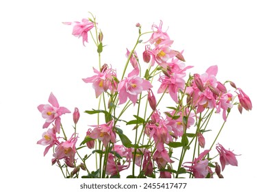 pink aquilegia flowers isolated on white background - Powered by Shutterstock