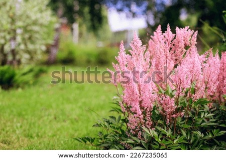 pink astilbe blooming in summer. Beautiful private garden view with shade tolerant perennials. 
