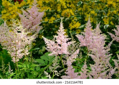 Pink astilbe in the garden at the time of flowering in the garden in the summer close-up. - Shutterstock ID 2161164781