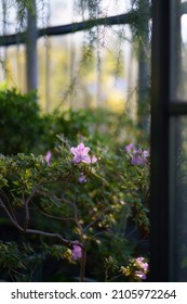 Pink azalea blooming in home garden. Blossoming houseplant tree in orangery or greenhouse in spring. Glasshouse with big windows and different indoor plants growing. Botany and home gardening concept