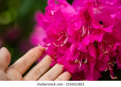 Pink azalea blooming in woman's hand. Beautiful spring flowers, delicate petals in full bloom. Cultivation and care of plants. Springtime flowers. Rhododendron blossoming in summer park. Floral theme.