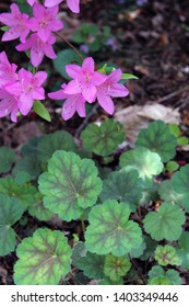 pink azalea blooms and green and pink begonia leaves 