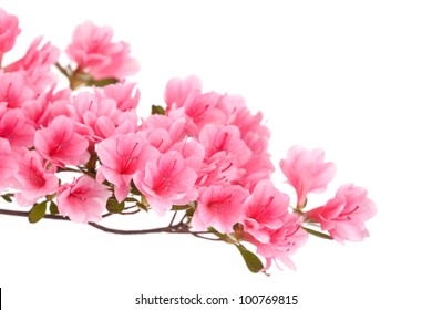 Pink Azalea Branch Isolated On White