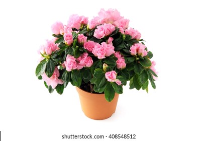 Pink Azalea Bush On White Isolated Background.