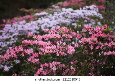 Pink Azalea Bushes In The Sunlight