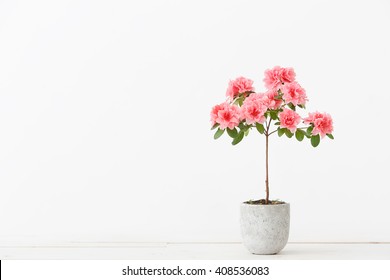 Pink Azalea Flower In A Concrete Pot