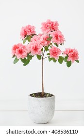 Pink Azalea Flower In A Concrete Pot